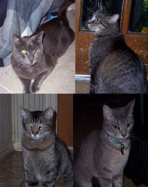 kitties.jpg